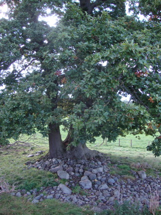 Oak Tree, Mayburgh Henge