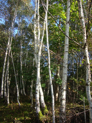 Silver Birch Trees near Lacy's Caves